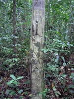 Greenwayodendron suaveolens